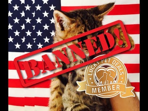 Banned in New York! Interview with Royal Bengals.