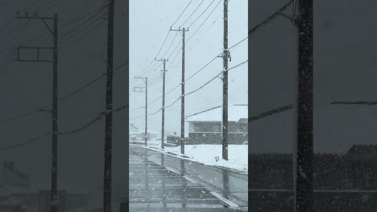 Neve nas Arvores Japão#shorts