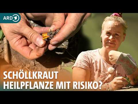 Schöllkraut: Heilwirkung für Warzen, Augen und Magen? Oder doch zu giftig? | ARD GESUND