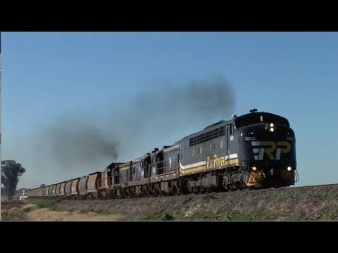 El Zorro Grain on Tungamah bank.  Sat 11/06/11