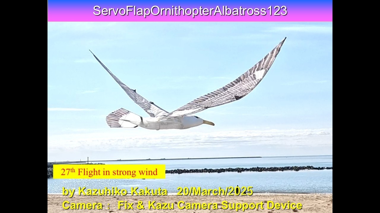 Ornithopter サーボ駆動アホウドリ型羽ばたき機　ServoFlapOrnithopterAlbatross123 49g :27th Flight in strong wind