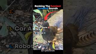 Download lagu Ranking The Funniest Lyrebird Sounds 🤯 #ranking #lyrebird #sounds mp3 Download lagu Ranking The Funniest Lyrebird Sounds 🤯 #ranking #lyrebird #sounds mp3
