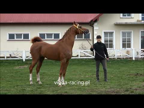 og. Muranas Nadeem (DE) (Muranas Jassehr - Muranas Nasheetah / WH Justice) ur. 2017