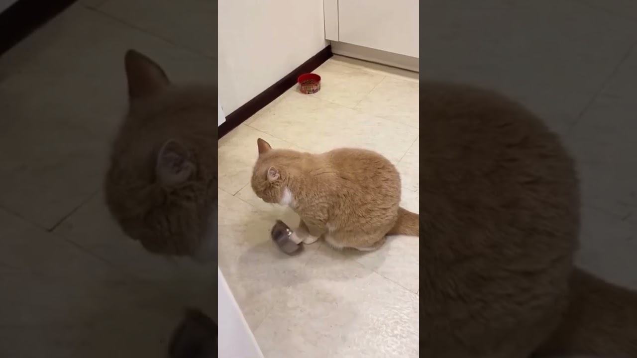 PetVault video preview 04