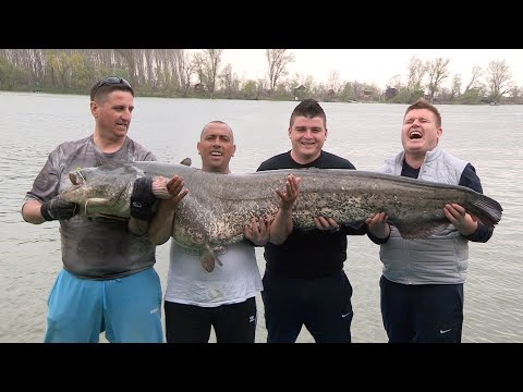 Pecanje soma i smuđa na Dunavu i Savi kod Beograda | Fishing big catfish and zander in Belgrade