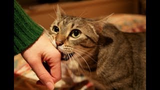テスト店（この店舗には応募しないでね。）