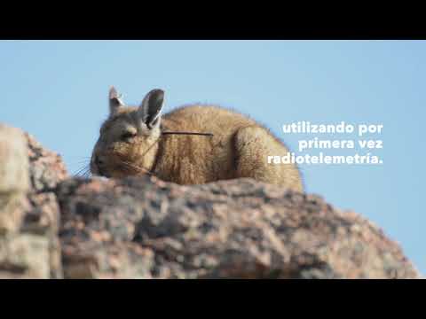 Portada video