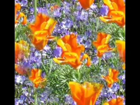 Billy`s Private Parking - Modra Pravljica