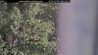 Lake Murray Osprey Live Cam 2- no audio live webcam