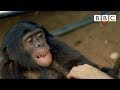 Making a Bonobo laugh - Animals in Love: Episode 1.