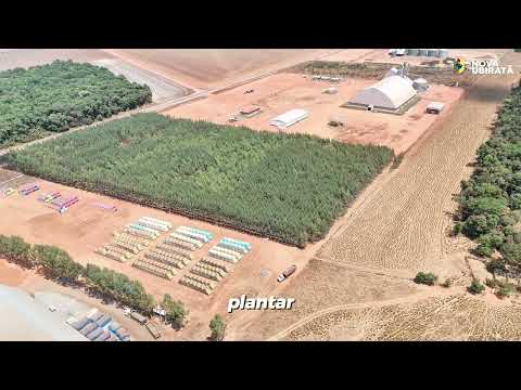 Nova Ubiratã segue crescendo e mostrando todo o seu potencial! 🌱