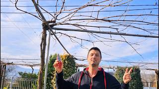 EN SUB: Pruning Overhead Trellis: Easy Guide for Beginners