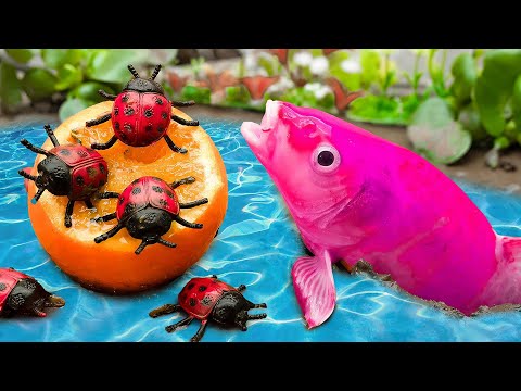 Stop Motion asmr Big Koi Swallows Oranges Protects Small Koi |Colorful Koi Fish |Primitive Cooking
