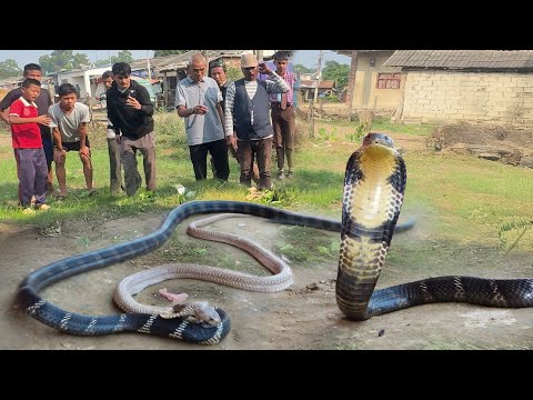 हैरतअंगेज करनामा कैमरे में क़ैद हो गया, जब किंग कोबरा और कोबरा को एक साथ कैसे रेस्क्यू किया! OMG 😱