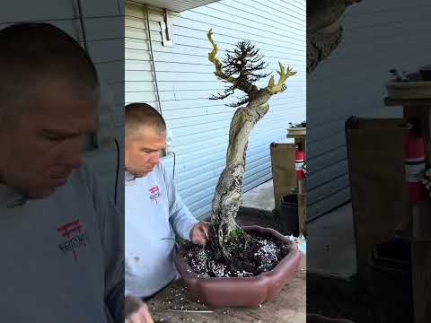 Styling and Repotting a Casuarina Australian Pine