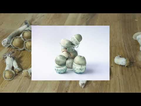 B+ Mushrooms | A Cultivator Classic | Strain Overview Ep. 2