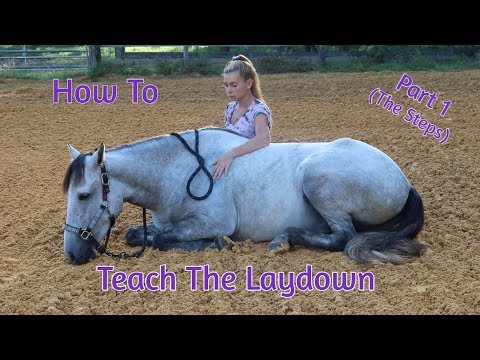 YouTube video about: How to teach a horse to lay down?