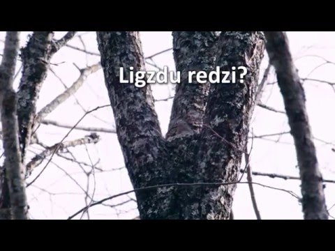 Žubītes ligzdu redzi? Paraksties #ParPutnuDzīvi: www.lob.lv/parputnudzivi