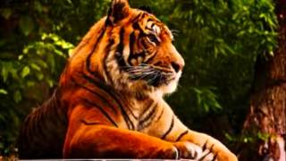 BOBBY HUMPHREY....DANCIN'TO KEEP FROM CRYN....