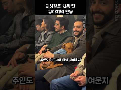 지하철을 처음 탄 강아지의 반응