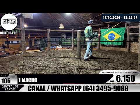 Leilão de gado em Goiatuba Goiás,  17/10/2026 - Mata Preta  Leilões - 14:30 Hs
