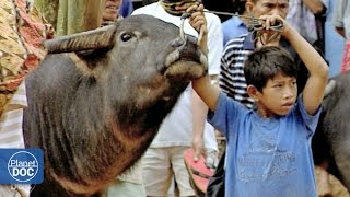 Indonesia. Toraja Funeral (Buffalo Fight) | Tribes & Ethnic Groups