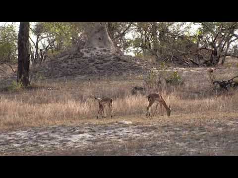 Djuma:  Impala herd with few babies in it - 17:28 - 11/21/18
