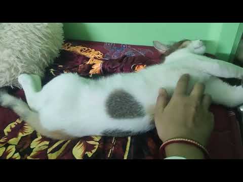 দেখুন বিড়াল কতটা flexible 😱🤔