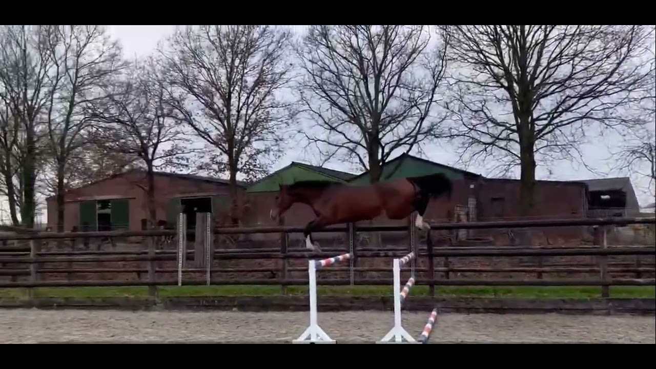 Odilio S (NESTOR DE MARIPOSA x VDL CORLAND) video 5