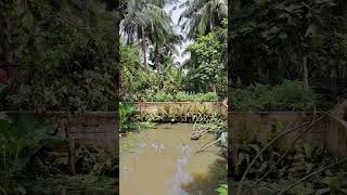 Download lagu Suasana Kebun di Pagi Hari mp3