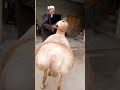 Turkey Dumba Beauty Pakistan Turkey Shortvideo