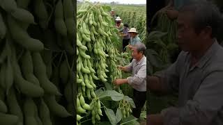 Download lagu The contiguous fields of edamame welcomed a prosperous harvest, with farmers diligently ha   #a1585 mp3