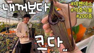 식충식물 성지, 네펜데스가 무려 200여종!