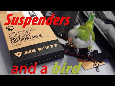 Suspenders and a Bird