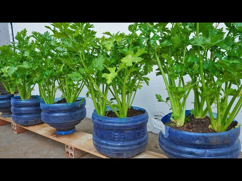 Let s grow bitter melon for your family this way it s very fruity and easy to make