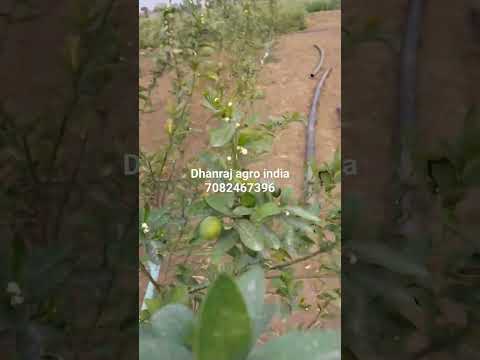 kagji baramashi neebu ki kheti #dhanraj agro india