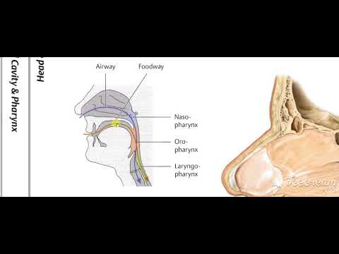 Pharynx intro 4