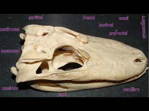alligator skull bones