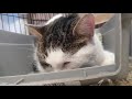 Beautiful White Tabby Cat Welcome Our Transit Foster