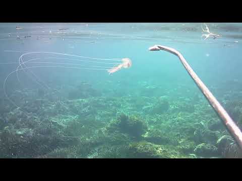 Medusa velenosa e urticante con tentacoli lunghissimi. Pelagia noctiluca.