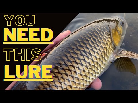 How I catch BIG Chub on Lures