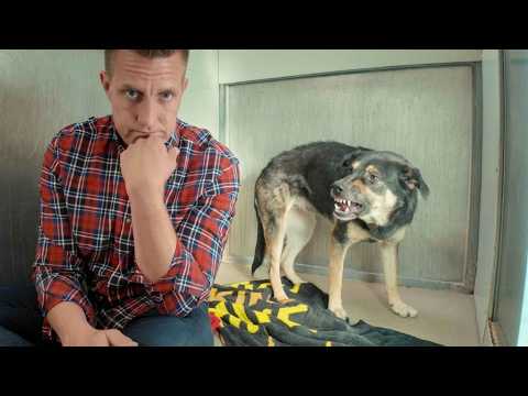 The Most Misunderstood DOG at the Shelter, Until I Discover this…