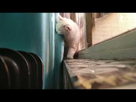 motaz invasion episode 011 (part 2) i an is cat white kafosha