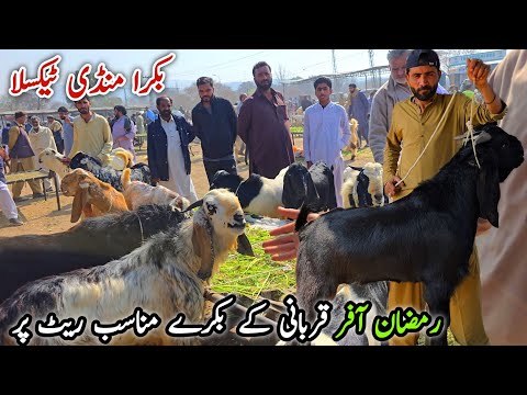 Ramzan Offer Qurbani K Bakry Munasib Rates Taxila Bakra Mandi Latest Update 21 February 2026