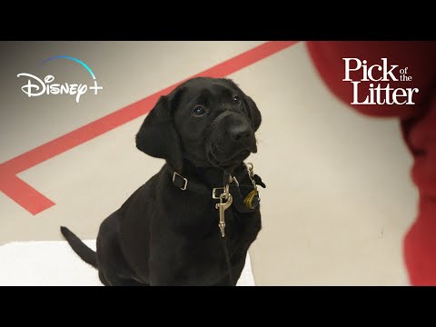 Puppy Club Meeting | Pick of the Litter | Disney+