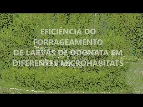 FORRAGEAMENTO DE LARVAS DE ODONATA (COENAGRIONIDAE) EM DIFERENTES MICROHABITATS