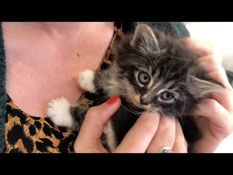 This is what happens when you foster kittens in an office for an entire week