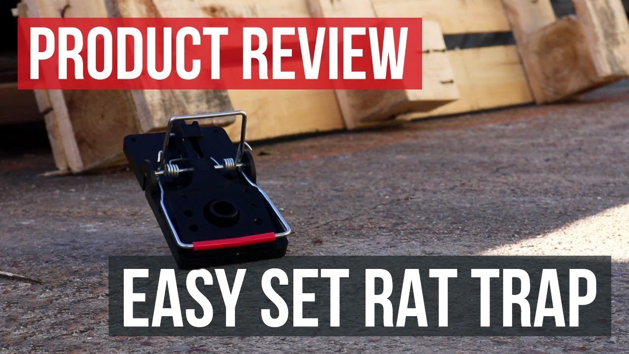 Easy Set Rat Trap: How to Trap Rats