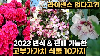 라이센스 없다! 번식&판매 가능한 고부가가치 식물 10가지