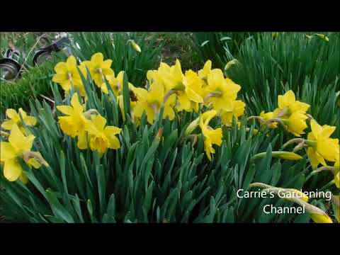 spring is in the air, how to know when daffodils need divided